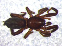 Heser nilicola by (c) Julien Tchilinguirian, certains droits réservés (CC BY), publiées par Julien Tchilinguirian. Used under a CC-BY license.