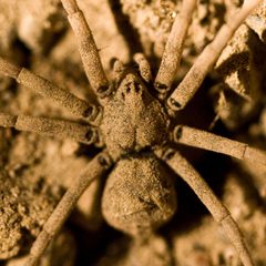 Homalonychidae by (c) Ken-ichi Ueda, some rights reserved (CC BY), uploaded by Ken-ichi Ueda. Used under a CC-BY license.