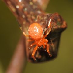 Ceratinopsidis by no rights reserved, uploaded by Yann Kemper. Used under a CC0 license.