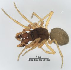 Erigone dentosa by (c) Casey H. Richart, some rights reserved (CC BY), uploaded by Casey H. Richart. Used under a CC-BY license.