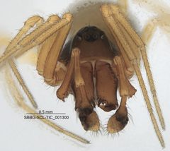 Erigone dentosa by (c) Casey H. Richart, some rights reserved (CC BY), uploaded by Casey H. Richart. Used under a CC-BY license.