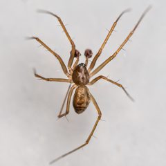 Lepthyphantes leprosus by (c) Bill Keim, some rights reserved (CC BY). Used under a CC-BY license.
