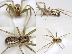 Linyphia triangularis by (c) Martin Cooper, some rights reserved (CC BY). Used under a CC-BY license.