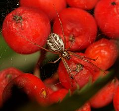 Linyphia triangularis by (c) Line Sabroe, some rights reserved (CC BY). Used under a CC-BY license.