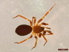Microneta viaria by (c) Donald Hobern, some rights reserved (CC BY). Used under a CC-BY license.