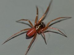 Ostearius melanopygius by (c) Steve Kerr, some rights reserved (CC BY), uploaded by Steve Kerr. Used under a CC-BY license.