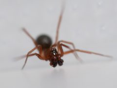 Scotinotylus formicarius by (c) Toby, some rights reserved (CC BY), uploaded by Toby. Used under a CC-BY license.