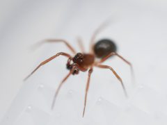 Scotinotylus formicarius by (c) Toby, some rights reserved (CC BY), uploaded by Toby. Used under a CC-BY license.