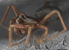 Scotinotylus formicarius by (c) Toby, some rights reserved (CC BY), uploaded by Toby. Used under a CC-BY license.