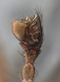 Scotinotylus formicarius by (c) Toby, some rights reserved (CC BY), uploaded by Toby. Used under a CC-BY license.
