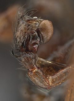 Scotinotylus formicarius by (c) Toby, some rights reserved (CC BY), uploaded by Toby. Used under a CC-BY license.