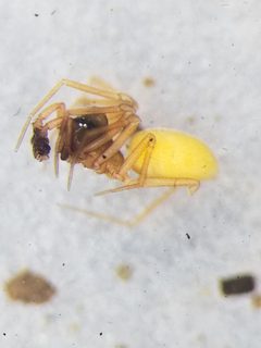 Scotinotylus by (c) Toby, some rights reserved (CC BY), uploaded by Toby. Used under a CC-BY license.