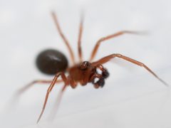 Scotinotylus by (c) Toby, some rights reserved (CC BY), uploaded by Toby. Used under a CC-BY license.