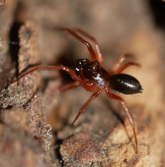 Scotinotylus by (c) Toby, some rights reserved (CC BY), uploaded by Toby. Used under a CC-BY license.