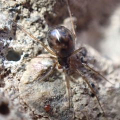 Tenuiphantes zelatus by (c) giantcicada, some rights reserved (CC BY), uploaded by giantcicada. Used under a CC-BY license.