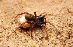 Allocosa funerea by (c) Matthew Lindsey, some rights reserved (CC BY), uploaded by Matthew Lindsey. Used under a CC-BY license.