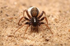Allocosa funerea by (c) Matthew Lindsey, some rights reserved (CC BY), uploaded by Matthew Lindsey. Used under a CC-BY license.