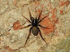 Allocosa funerea by (c) John P Friel, some rights reserved (CC BY), uploaded by John P Friel. Used under a CC-BY license.