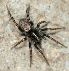Allocosa subparva by no rights reserved, uploaded by Jesse Rorabaugh. Used under a CC0 license.