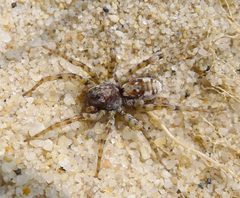 Arctosa perita by (c) gailhampshire, some rights reserved (CC BY). Used under a CC-BY license.
