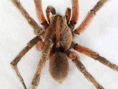 Hogna osceola by (c) jimeckert49, some rights reserved (CC BY). Used under a CC-BY license.