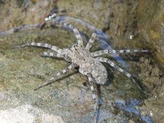 Pardosa mercurialis by (c) Sam Kieschnick, some rights reserved (CC BY), uploaded by Sam Kieschnick. Used under a CC-BY license.