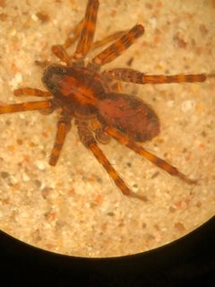 Pardosa uintana by (c) Jared Shorma, some rights reserved (CC BY), uploaded by Jared Shorma. Used under a CC-BY license.