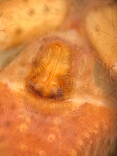 Pardosa uintana by (c) Jared Shorma, some rights reserved (CC BY), uploaded by Jared Shorma. Used under a CC-BY license.