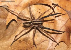 Rabidosa rabida by (c) David Hill, some rights reserved (CC BY). Used under a CC-BY license.