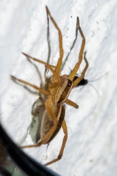 Rabidosa rabida by no rights reserved, uploaded by Mirko Schoenitz. Used under a CC0 license.
