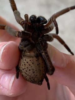 Tigrosa grandis by (c) Mila Turov, some rights reserved (CC BY), uploaded by Mila Turov. Used under a CC-BY license.