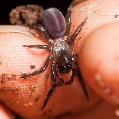 Antrodiaetus unicolor by (c) Ken-ichi Ueda, some rights reserved (CC BY), uploaded by Ken-ichi Ueda. Used under a CC-BY license.