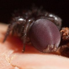 Antrodiaetus unicolor by (c) Ken-ichi Ueda, some rights reserved (CC BY), uploaded by Ken-ichi Ueda. Used under a CC-BY license.