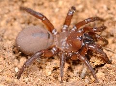 Antrodiaetus unicolor by (c) Marshal Hedin, some rights reserved (CC BY). Used under a CC-BY license.