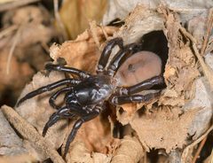 Antrodiaetus unicolor by (c) Marshal Hedin, some rights reserved (CC BY). Used under a CC-BY license.