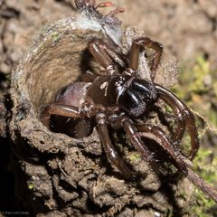 Atypoides riversi by (c) Ken-ichi Ueda, some rights reserved (CC BY), uploaded by Ken-ichi Ueda. Used under a CC-BY license.