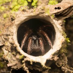 Atypoides riversi by (c) Ken-ichi Ueda, some rights reserved (CC BY), uploaded by Ken-ichi Ueda. Used under a CC-BY license.