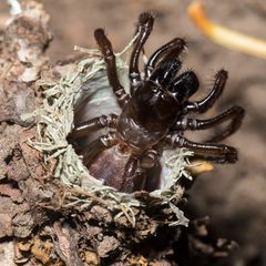 Antrodiaetidae by (c) Ken-ichi Ueda, some rights reserved (CC BY), uploaded by Ken-ichi Ueda. Used under a CC-BY license.
