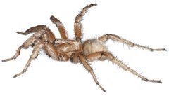 Aptostichus stephencolberti by (c) Jason E. Bond, some rights reserved (CC BY). Used under a CC-BY license.