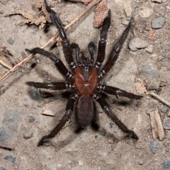 Euctenizidae by (c) Ken-ichi Ueda, some rights reserved (CC BY). Used under a CC-BY license.