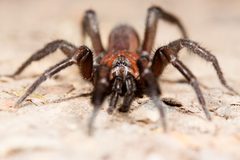Euctenizidae by (c) Ken-ichi Ueda, some rights reserved (CC BY). Used under a CC-BY license.