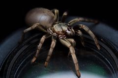 Calisoga longitarsis by (c) Ken-ichi Ueda, some rights reserved (CC BY), uploaded by Ken-ichi Ueda. Used under a CC-BY license.