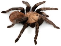 Aphonopelma anax by (c) Chris A. Hamilton, Brent E. Hendrixson, Jason E. Bond, some rights reserved (CC BY). Used under a CC-BY license.