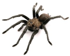 Aphonopelma anax by (c) Chris A. Hamilton, Brent E. Hendrixson, Jason E. Bond, some rights reserved (CC BY). Used under a CC-BY license.