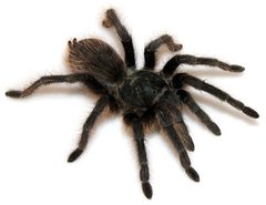 Aphonopelma catalina by (c) Chris A. Hamilton, Brent E. Hendrixson, Jason E. Bond, some rights reserved (CC BY). Used under a CC-BY license.