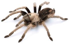 Aphonopelma eutylenum by (c) Chris A. Hamilton, Brent E. Hendrixson, Jason E. Bond, some rights reserved (CC BY). Used under a CC-BY license.