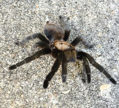 Aphonopelma hentzi by (c) Edoro, some rights reserved (CC BY), uploaded by Edoro. Used under a CC-BY license.