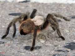 Aphonopelma hentzi by (c) Sam Kieschnick, some rights reserved (CC BY), uploaded by Sam Kieschnick. Used under a CC-BY license.