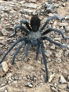 Aphonopelma iodius by (c) LJ Moore-McClelland, some rights reserved (CC BY), uploaded by LJ Moore-McClelland. Used under a CC-BY license.