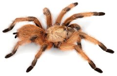 Aphonopelma moderatum by (c) Chris A. Hamilton, Brent E. Hendrixson, Jason E. Bond, some rights reserved (CC BY). Used under a CC-BY license.